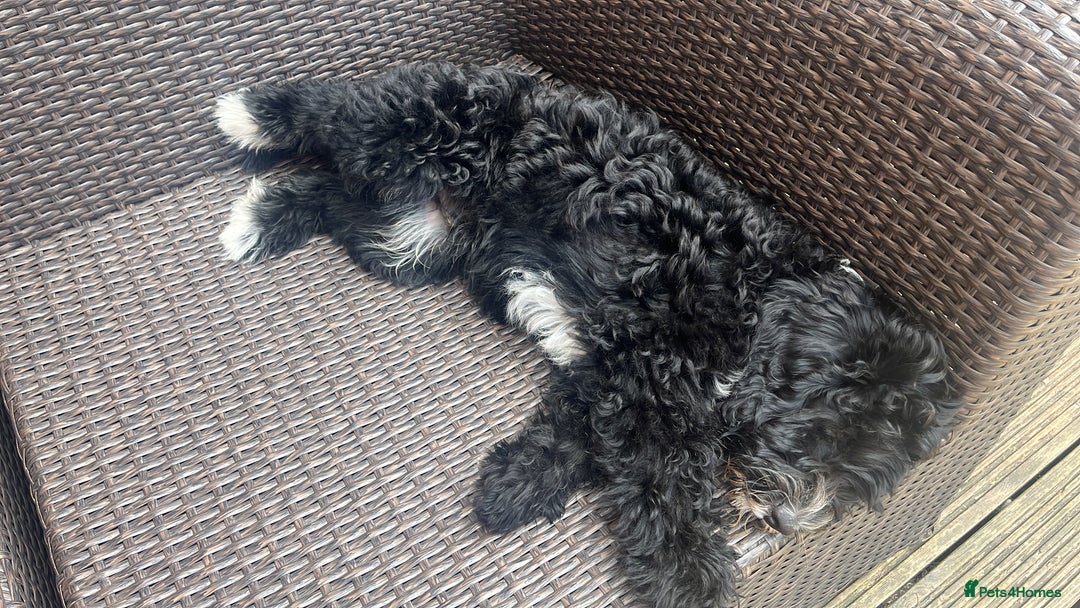 Sheepadoodle dogs for sale: F1 Sheepadoodle  in Doncaster - Image 24