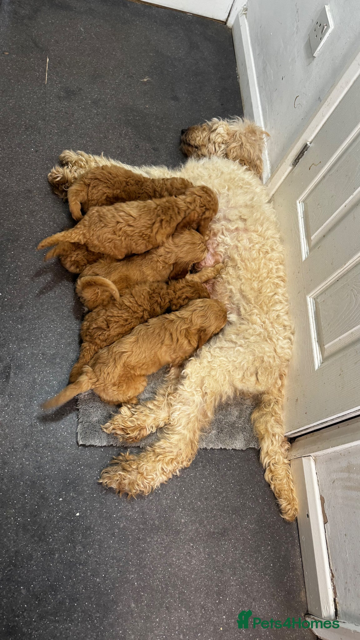 Goldendoodle dogs Golden doodle puppy’s for sale  - Advert 1