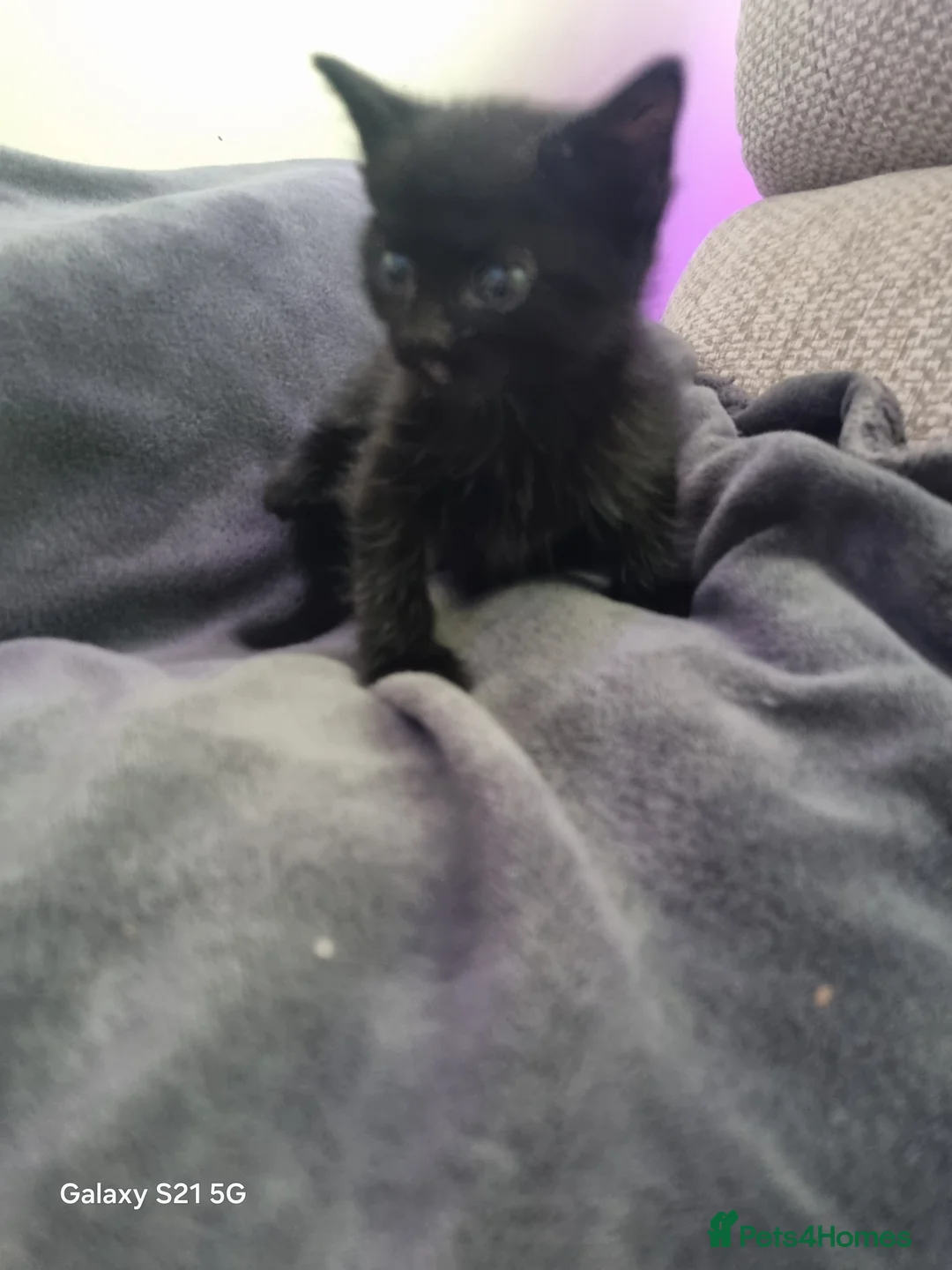 Mixed Breed cats for sale: long-haired kittens looking for a loving home - Advert 13
