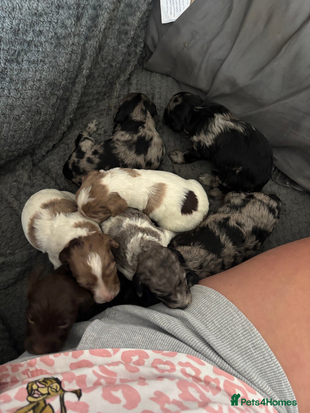 Cockapoo dogs for sale: Merle cockerpoo puppies for sale  - Image 1
