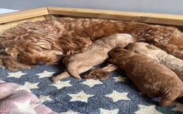 Cockapoo dogs for sale: Beautiful Fully health checked ready 22/09/2025 - Image 10