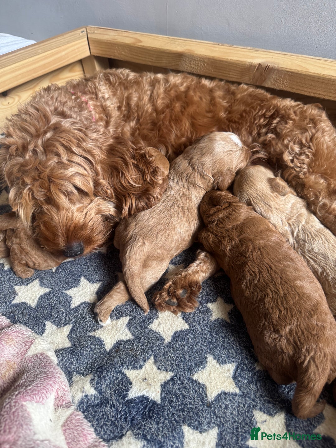 Cockapoo dogs for sale: Beautiful Fully health checked ready 22/09/2025 - Image 10