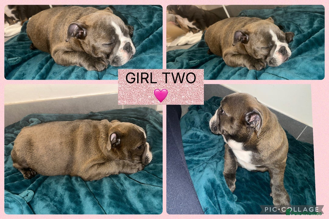 English Bulldog dogs for sale: ENGLISH BULLDOG PUPPIES FOR SALE🩷💙 - Image 2