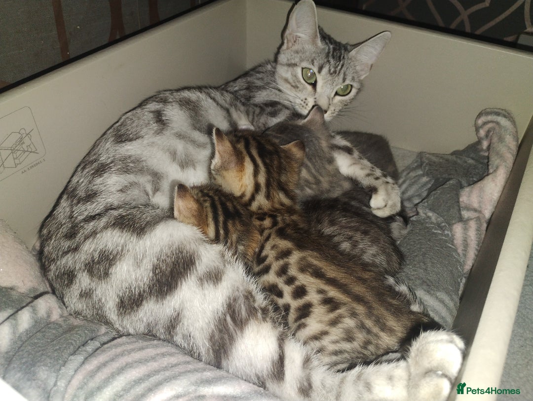 Bengal cats for sale: Stunning kittens - Image 3