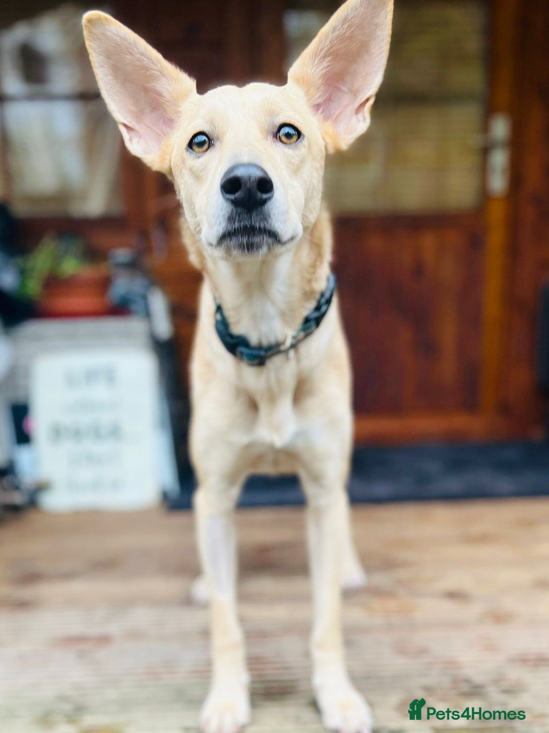 Mixed Breed dogs Wonderful Susie looking for her family  - Advert 7