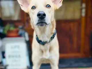 Mixed Breed dogs Wonderful Susie looking for her family - Advert 7