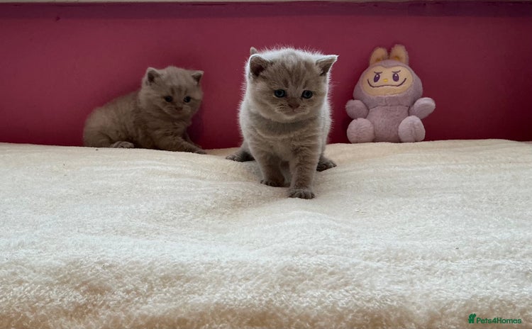 British Shorthair cats - Advert 8