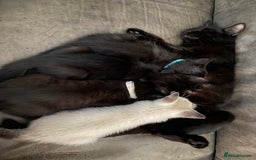 Mixed Breed cats for sale: X Siamese Adorable Kittens (white reserved now) - Image 8
