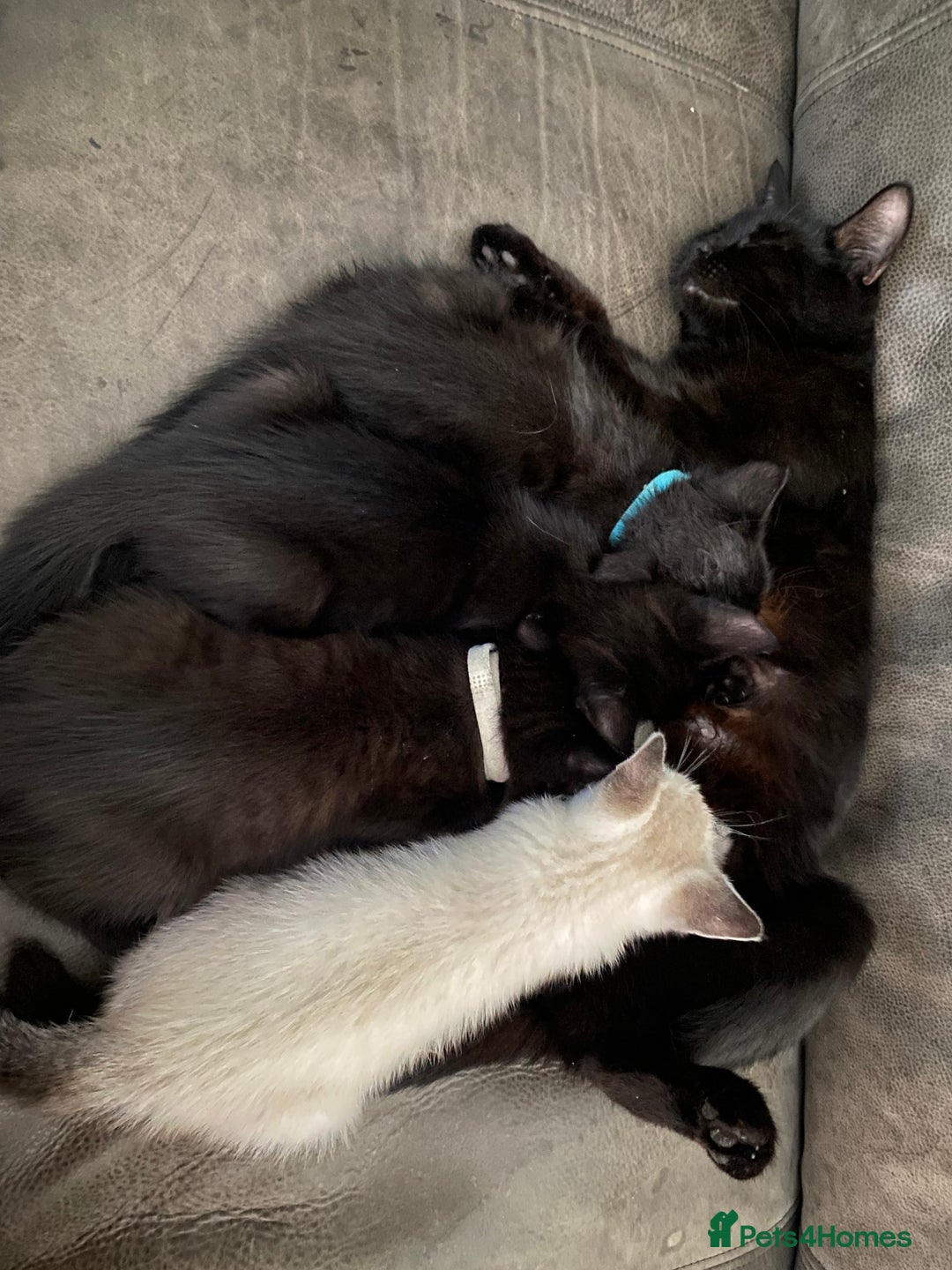 Mixed Breed cats for sale: X Siamese Adorable Kittens (white reserved now) - Image 8