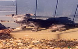 Jack Russell dogs for sale: Jack Russell female  - Image 4