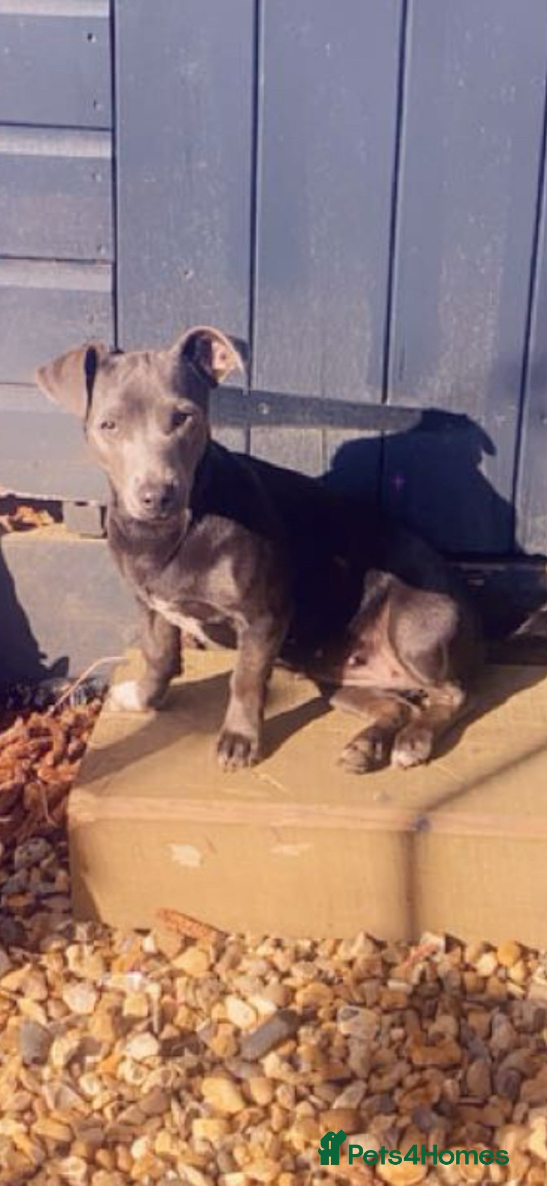 Jack Russell dogs for sale: Jack Russell female  - Image 4