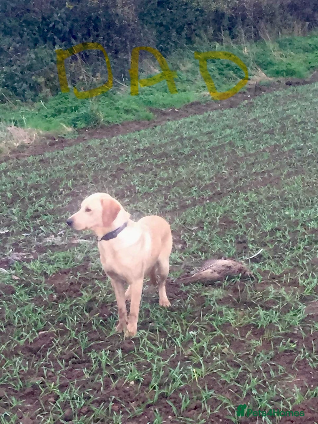 Labrador Retriever dogs for sale: Black and yellow Labrador puppies  - Advert 21