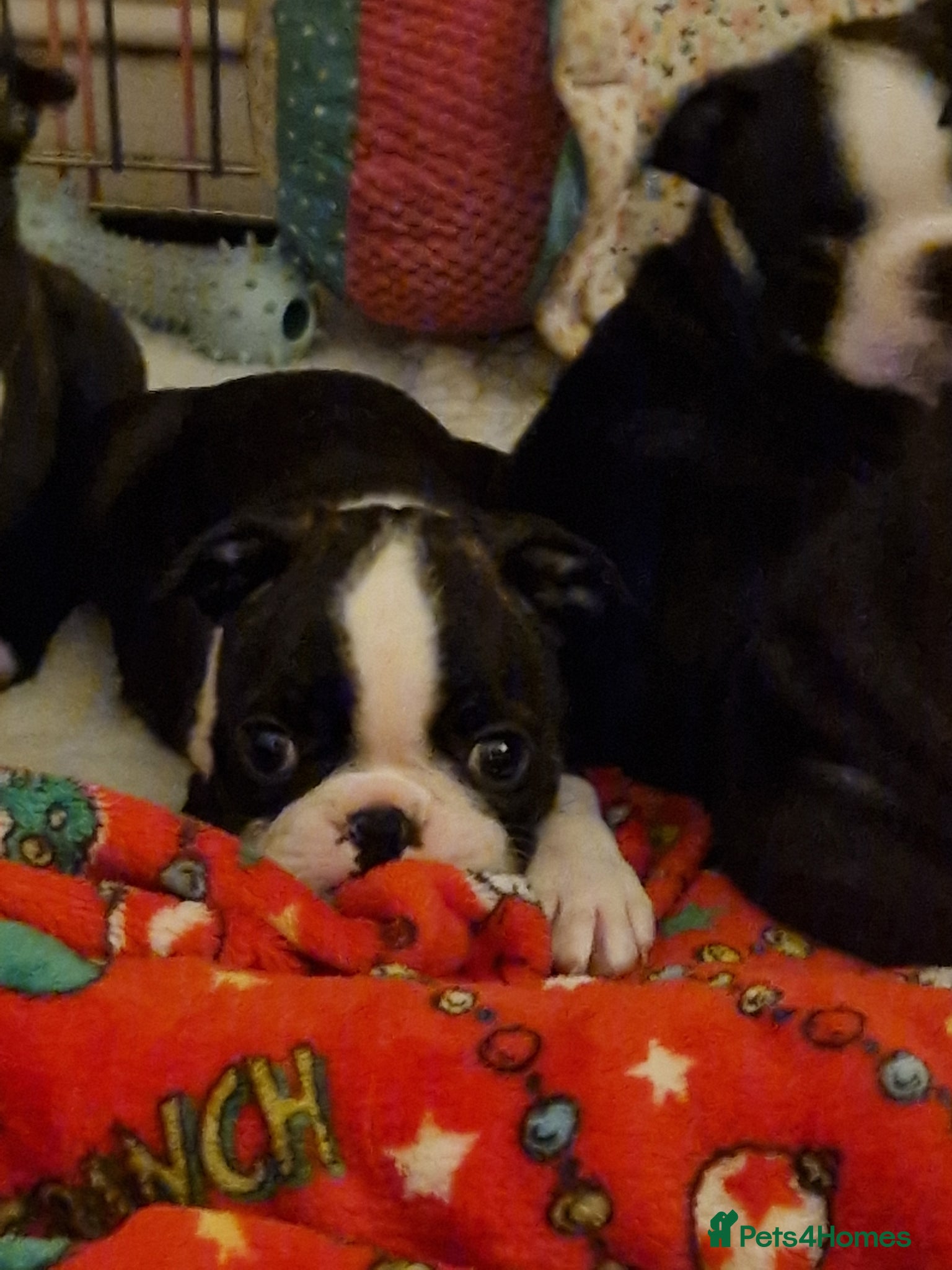 Boston Terrier dogs Beautifully bred  - Advert 6