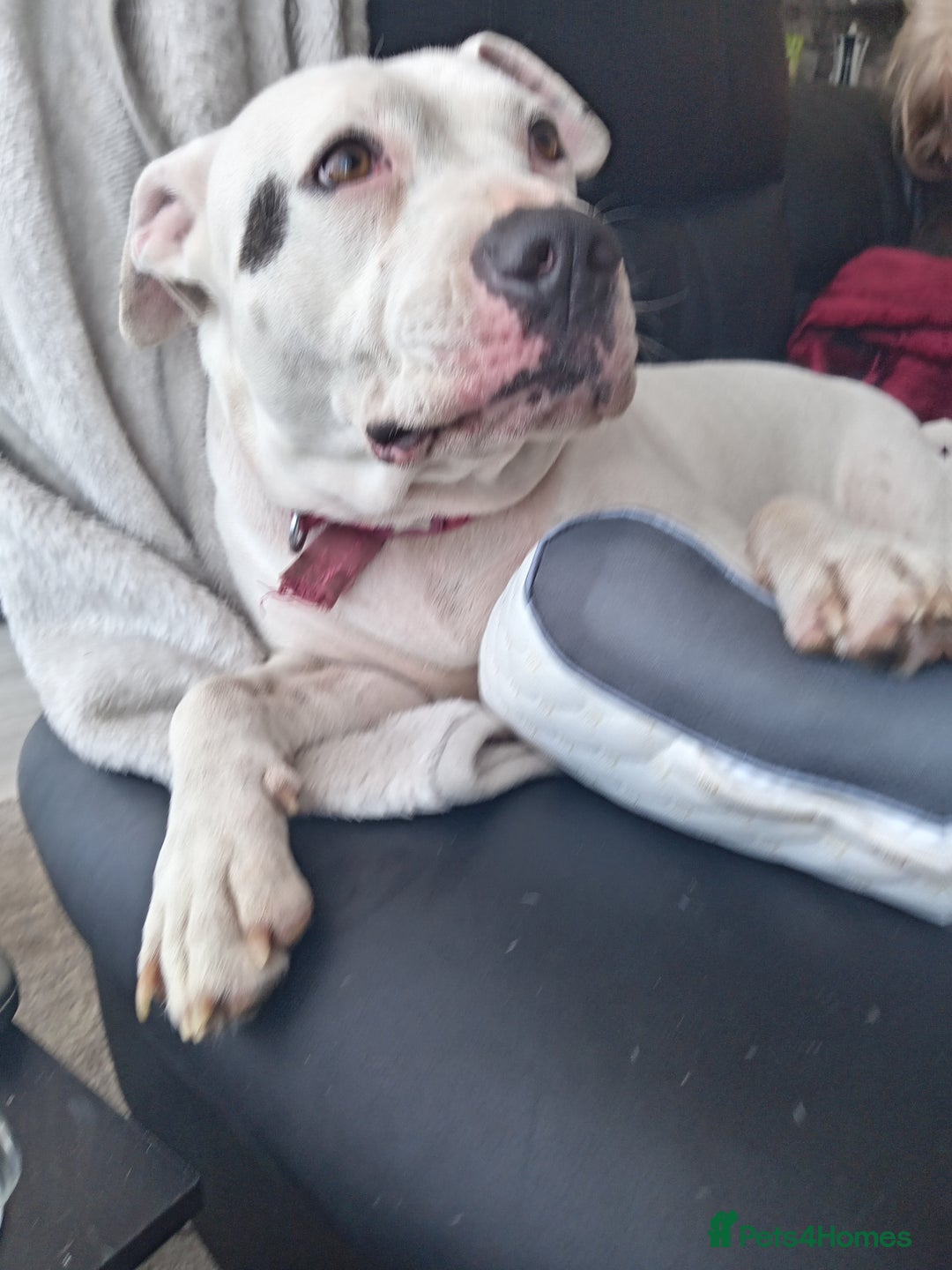 American Bulldog dogs for sale: American bull dog - Image 3