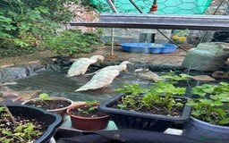 Ducks poultry for sale: 2 white runners - Image 2