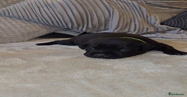 Staffordshire Bull Terrier dogs - Advert 2