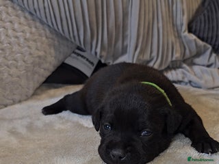 Staffordshire Bull Terrier dogs - Advert 5