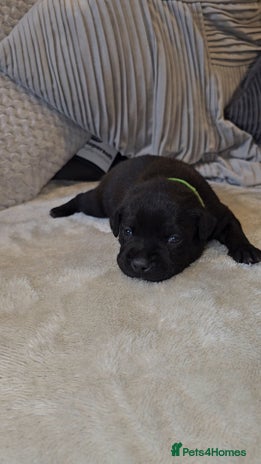 Staffordshire Bull Terrier dogs - Advert 3