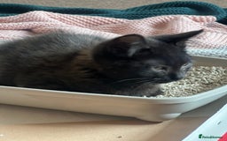 Bombay cats for sale: Black kitten 2 months  - Image 4