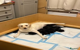 Labrador Retriever dogs for sale: 10 black Labrador puppies  - Image 1