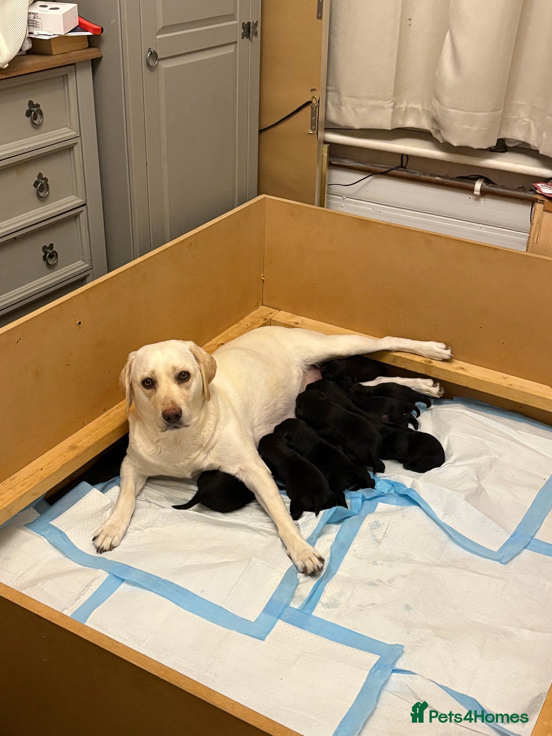 Labrador Retriever dogs for sale: 10 black Labrador puppies  - Image 1