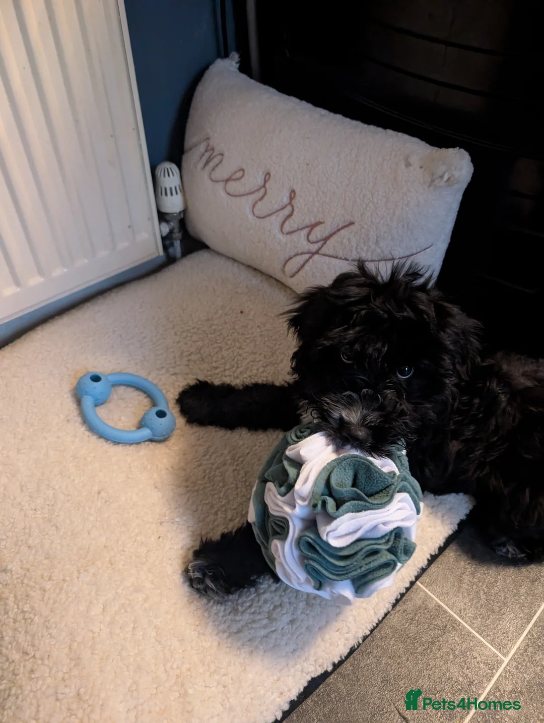 Cockapoo dogs for sale: 5 month old  MALE miniature cockapoo for sale  - Advert 10