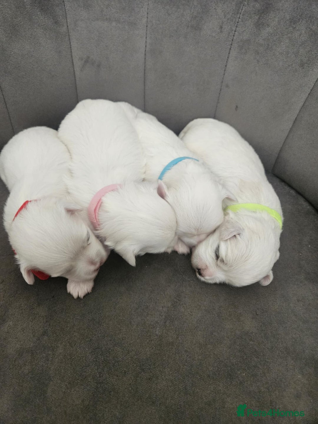 Maltese dogs for sale: 🐾 Adorable Maltese Puppies 🐾  - Image 2