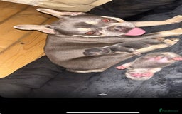 French Bulldog dogs for sale: fluffy French bulldogs  - Image 1