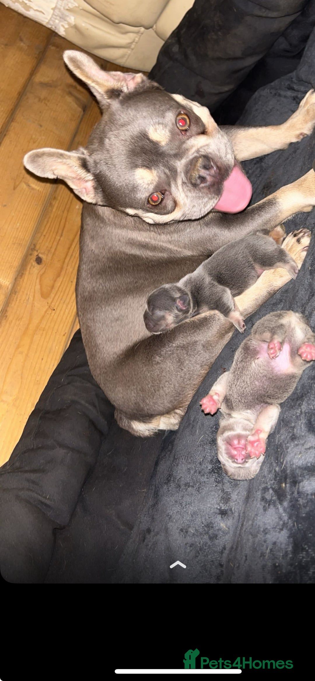 French Bulldog dogs for sale: fluffy French bulldogs  - Image 1
