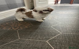Shih Tzu dogs for sale: Shitzus for sale - Image 3