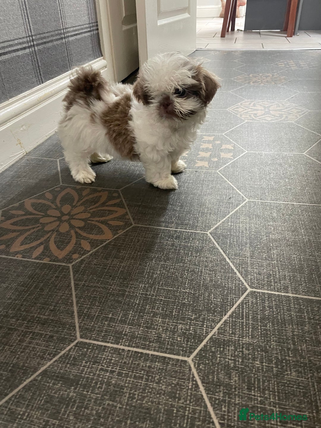 Shih Tzu dogs for sale: Shitzus for sale - Image 3
