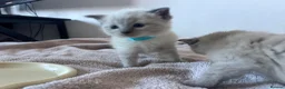 Ragdoll cats for sale: Ragdoll x tonkinese kittens  - Advert 14