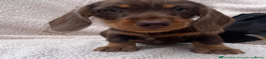 Miniature Dachshund Puppy 1