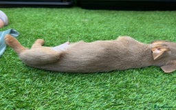 Jack Russell dogs for sale: Miniature Jack Russell puppies Ready to leave in Gillingham - Image 28