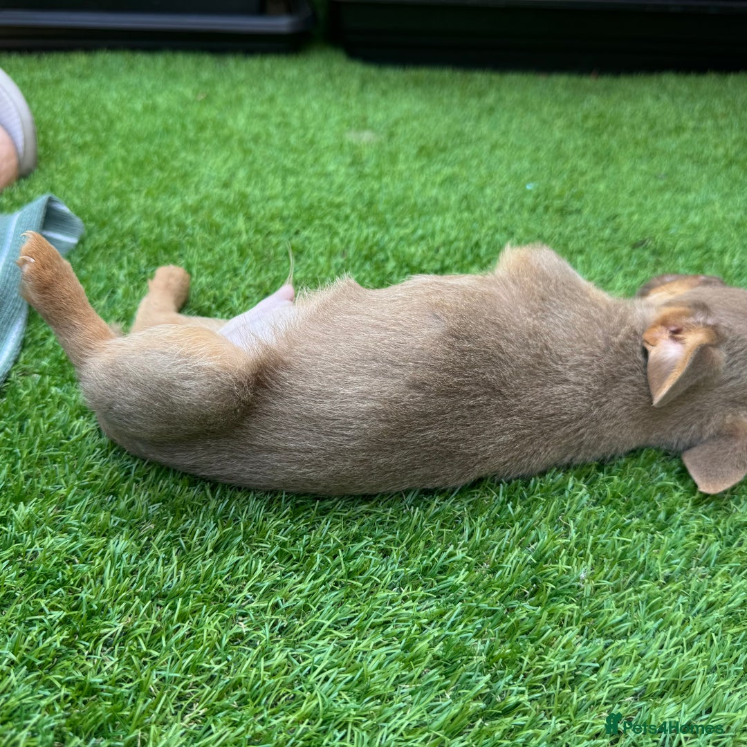Jack Russell dogs for sale: Miniature Jack Russell puppies Ready to leave in Gillingham - Image 28