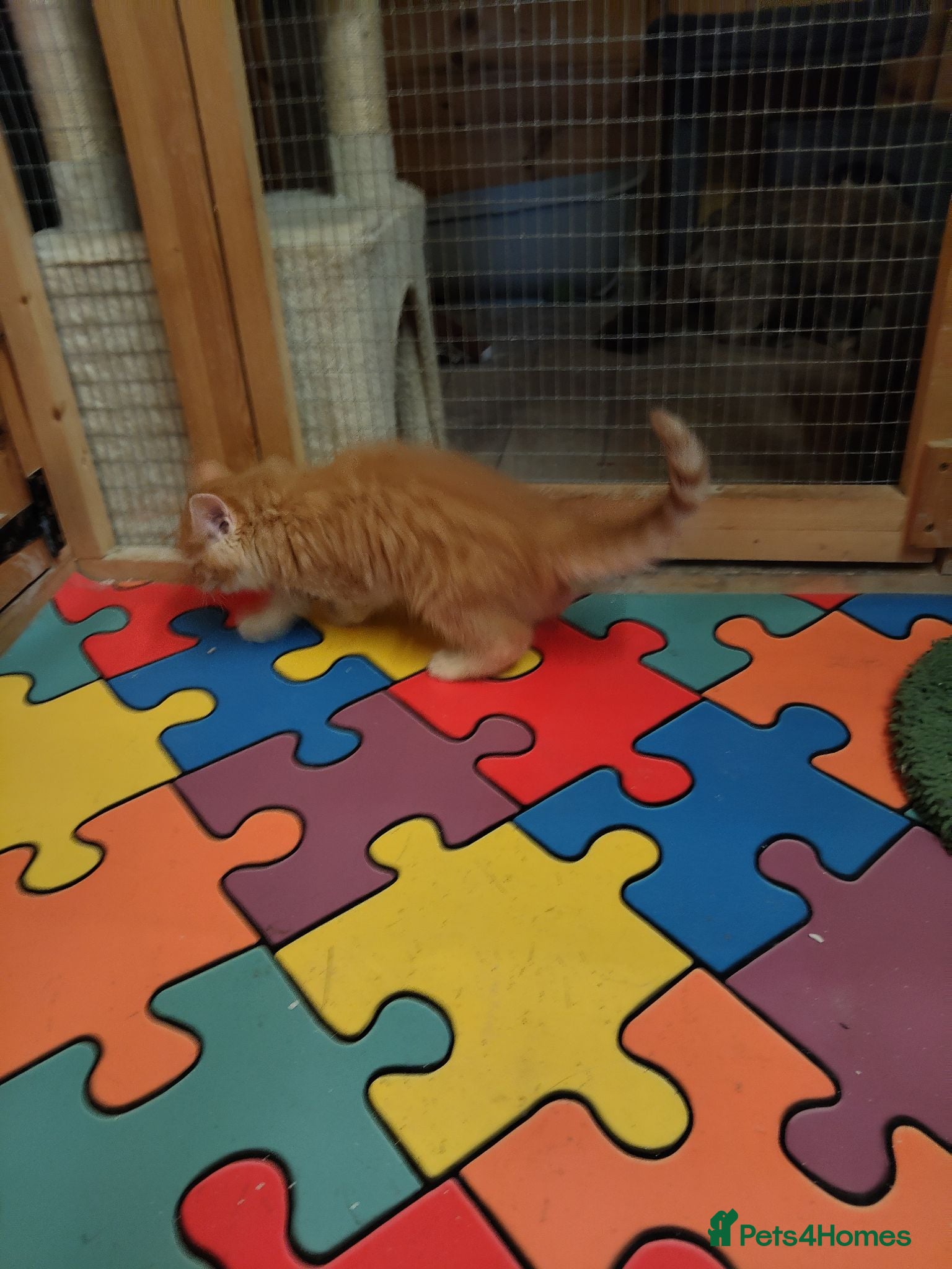 Maine Coon cats Maincoon kittens  - Advert 2