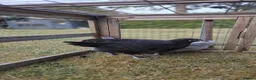 Chickens poultry for sale: Pekin lavender cuckoo bantams and burford brown  - Advert 8