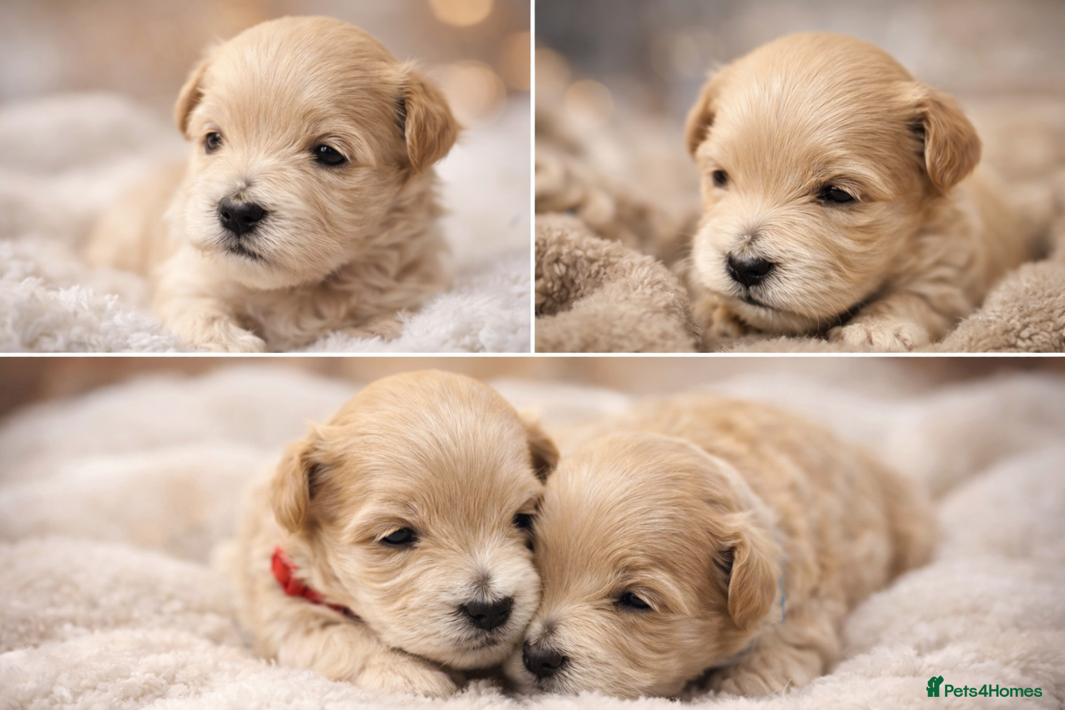 Maltipoo dogs ✨️Five star Maltipoo F1 puppies ✨️  - Advert 4