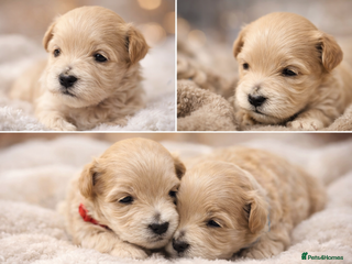 Maltipoo dogs ✨️Five star Maltipoo F1 puppies ✨️ - Advert 4