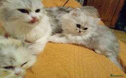 Persian cats for sale: Persian chinchilla doll face - Image 4