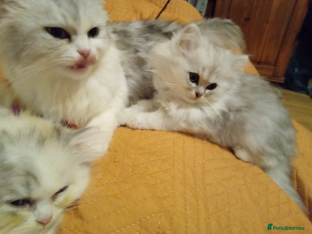 Persian cats for sale: Persian chinchilla doll face - Image 4