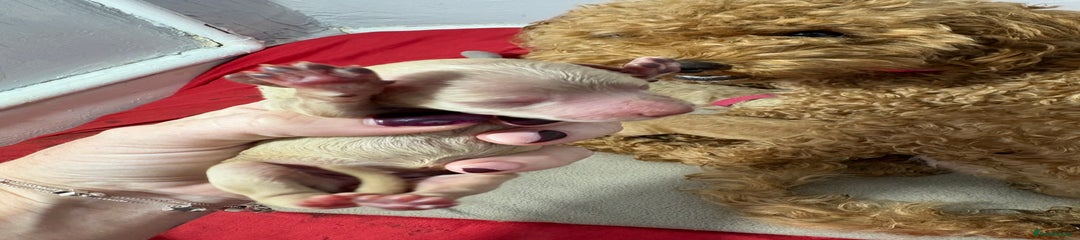 Cavapoochon Puppy 3