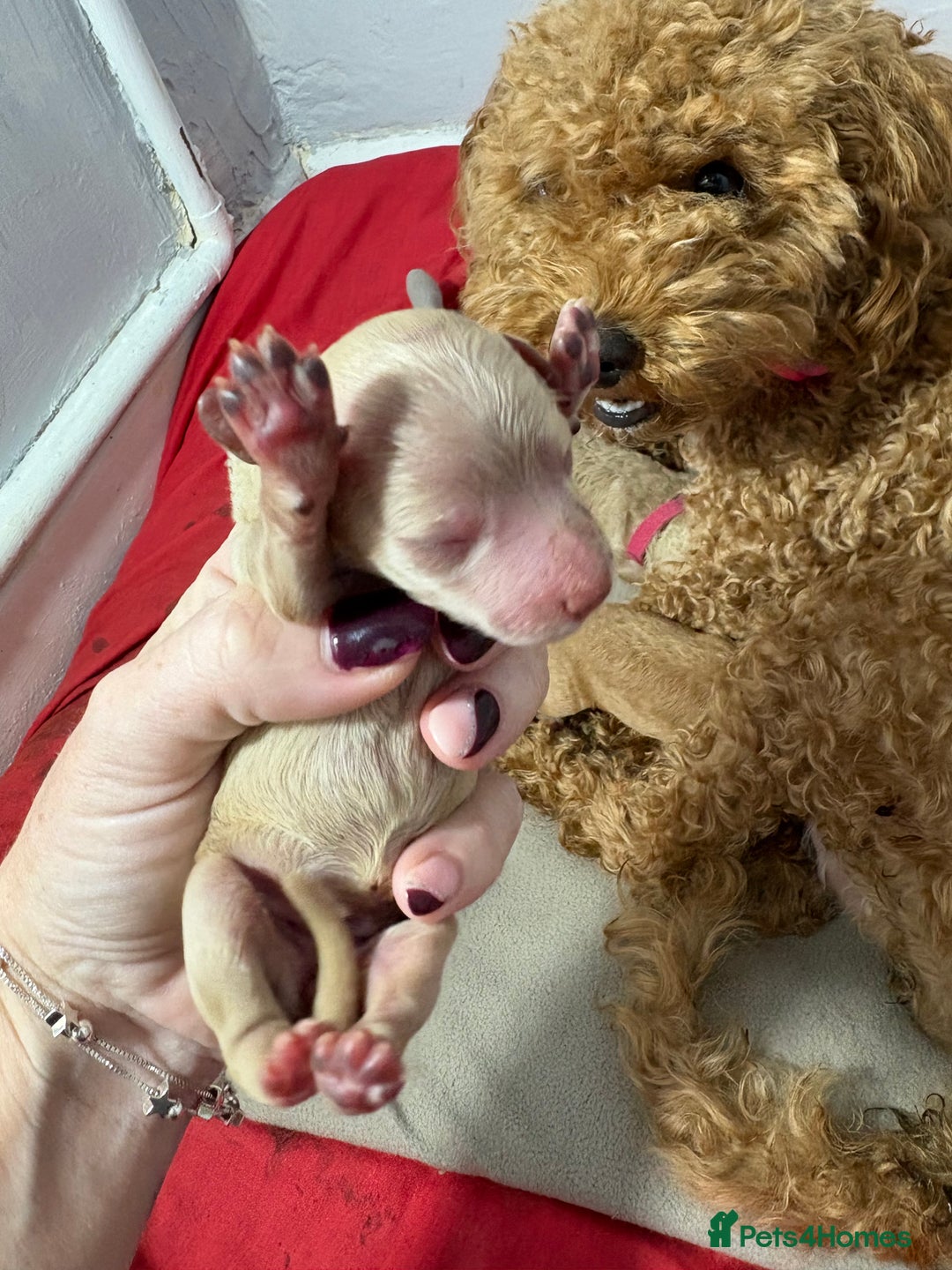 Cavapoochon dogs for sale: Cavapoochon  - Image 11