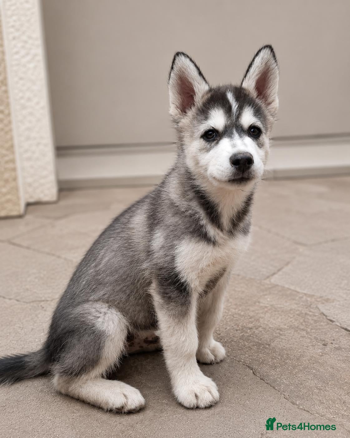 Pomsky dogs 💙💙 BEAUTIFUL MALE POMSKY PUPPY READY NOW 💙 - Advert 8