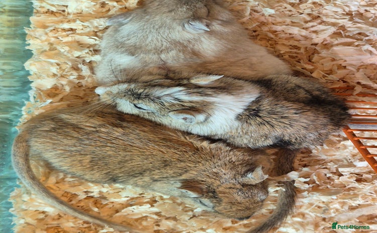 Gerbil rodents - Advert 1