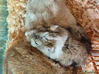 Gerbil rodents - Advert 8