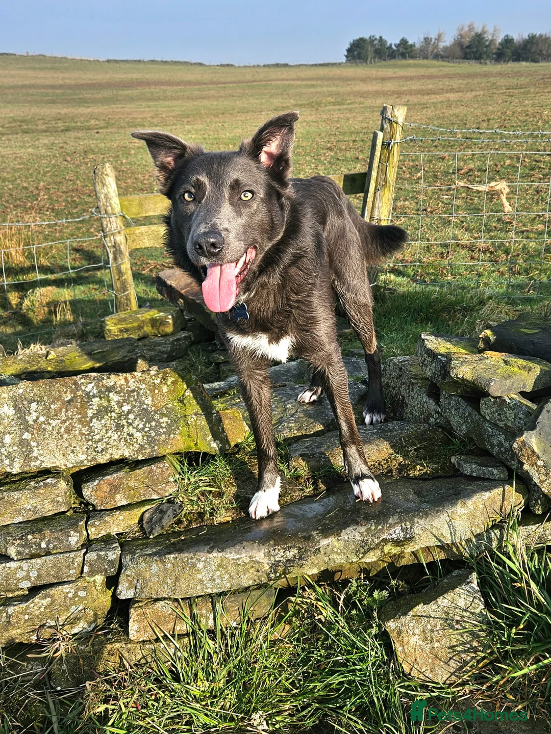 Border Collie dogs for stud: 💙Mr Blue (proven)💙 - Advert 1