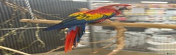 Macaws birds for sale: Vibrant handreared baby Scarlet Macaw  - Advert 1