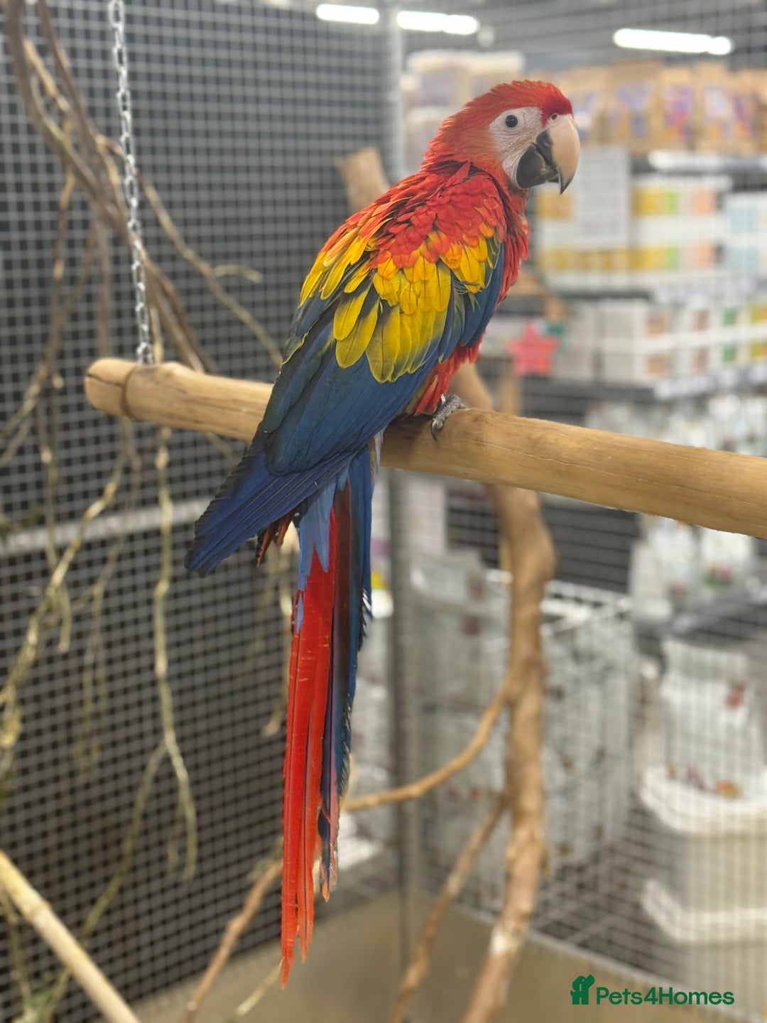 Macaws birds for sale: Vibrant handreared baby Scarlet Macaw  - Advert 1