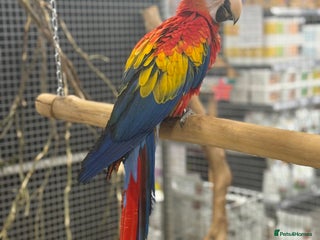 Macaws birds Vibrant handreared baby Scarlet Macaw - Advert 1